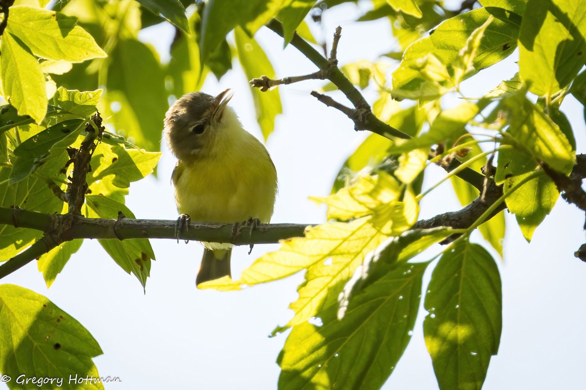 Bell's Vireo - ML638667266