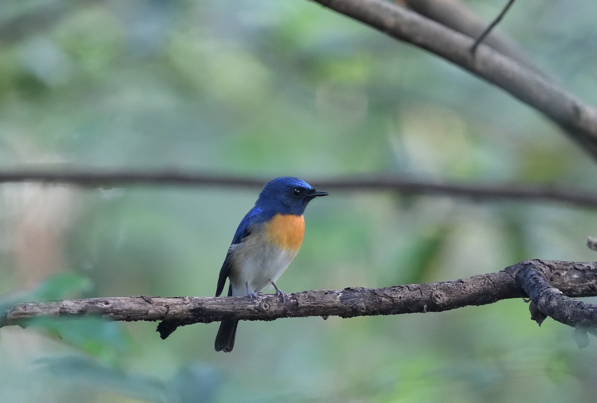 Blue-throated Flycatcher - ML638667276