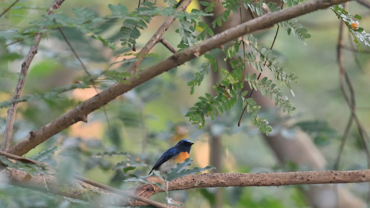 Blue-throated Flycatcher - ML638667290