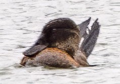 Andean Duck - ML638667297