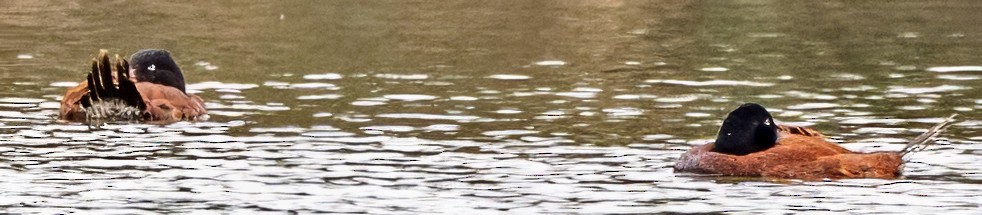 Andean Duck - ML638667298