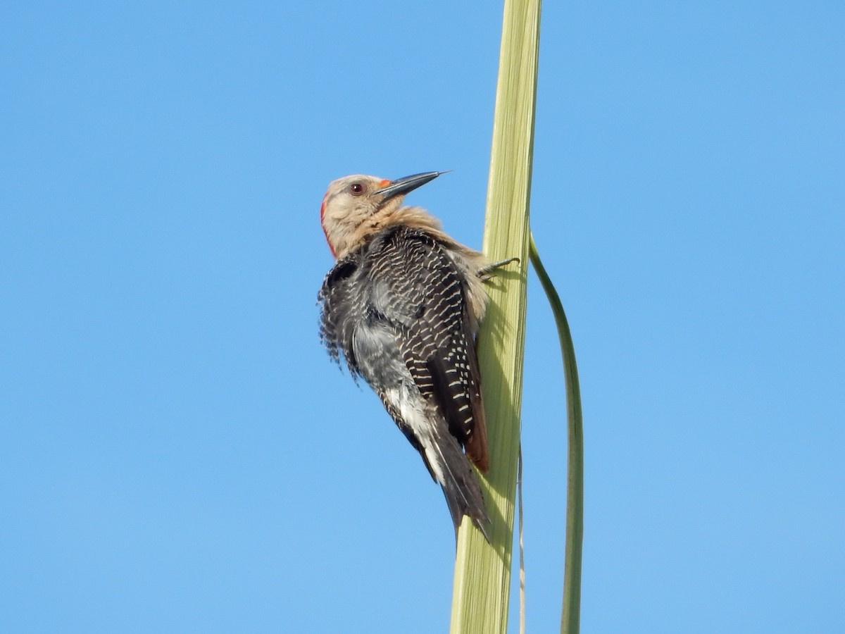 Golden-fronted Woodpecker - ML638667300