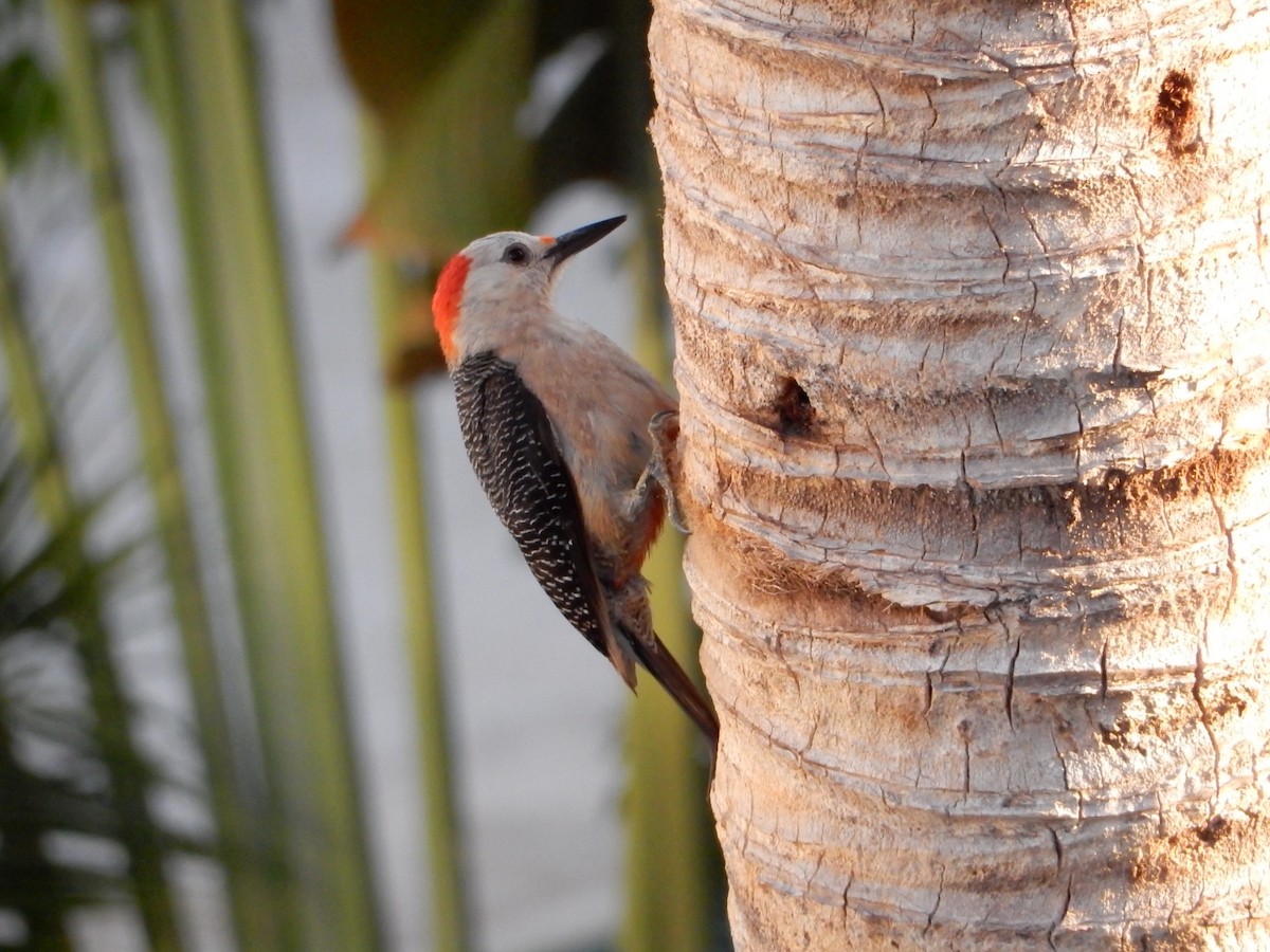 Golden-fronted Woodpecker - ML638667315