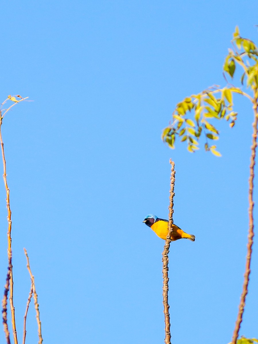 Golden-rumped Euphonia - ML638667350