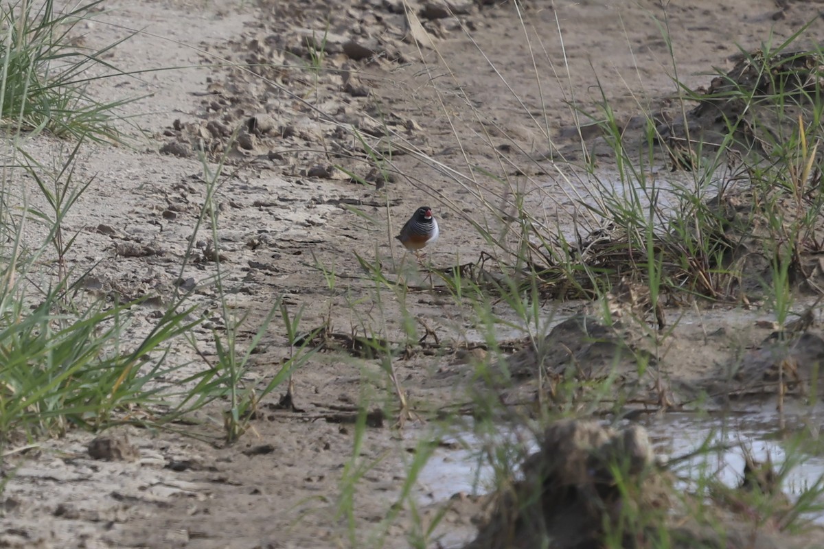 Quailfinch - ML638667351