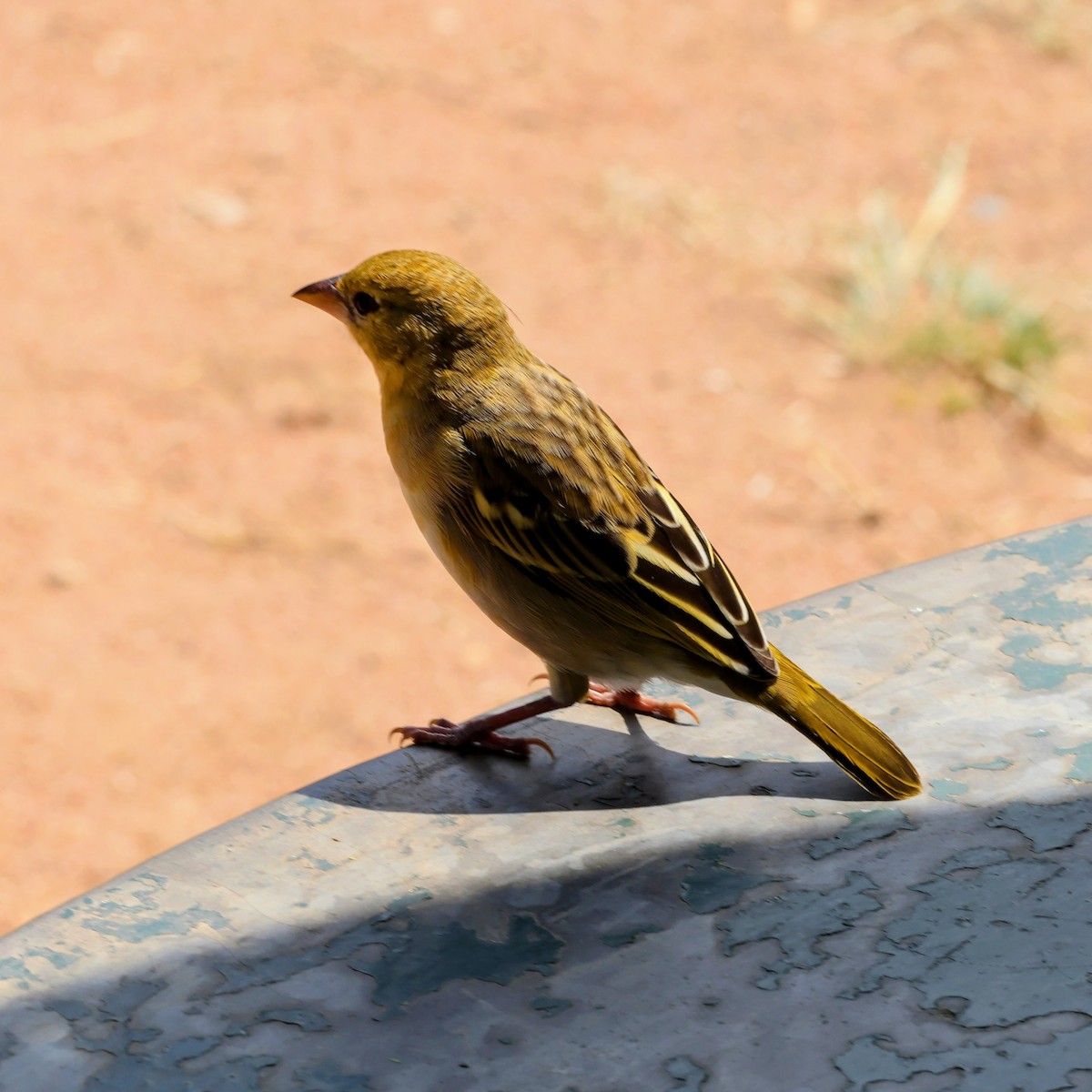Village Weaver - ML638667368