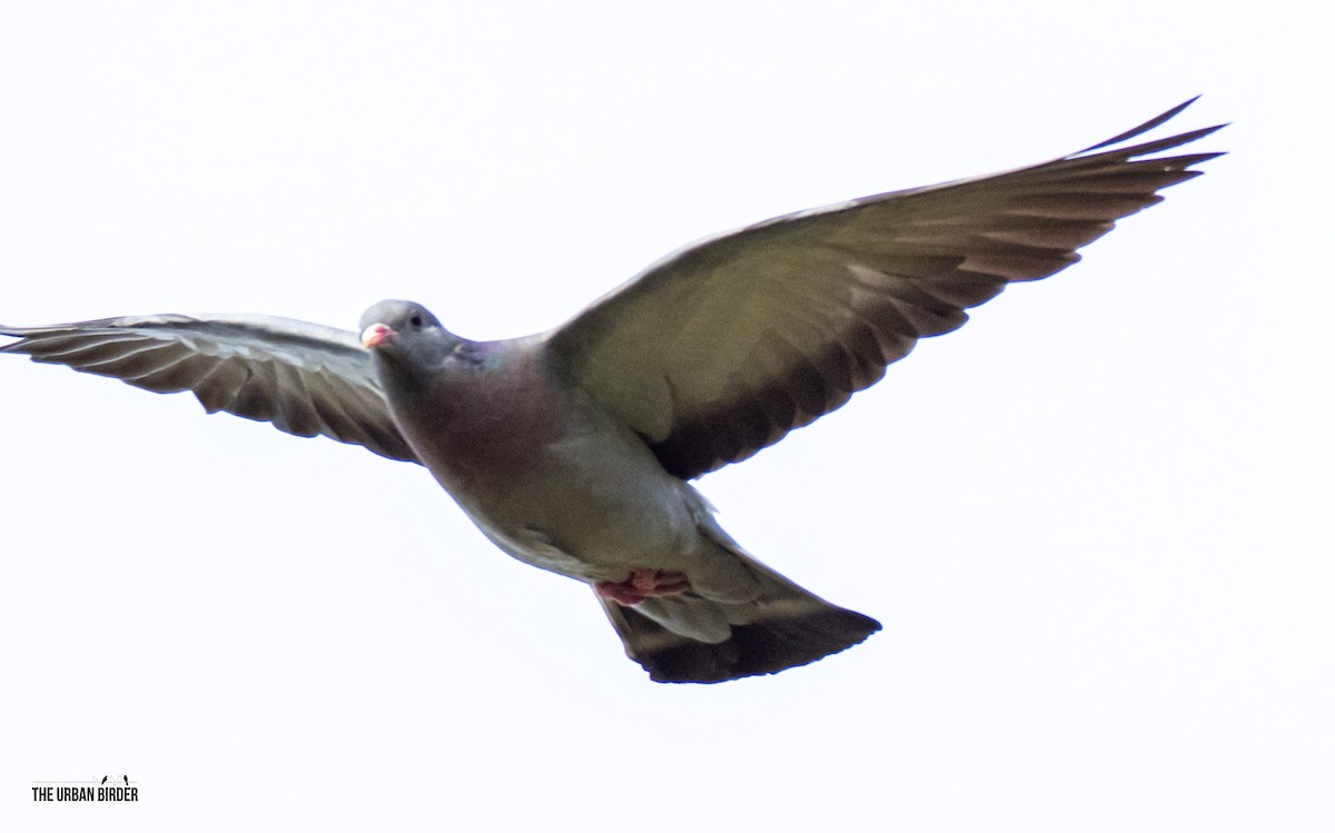 Stock Dove - ML638667402