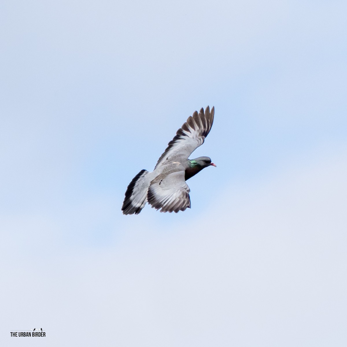 Stock Dove - ML638667403