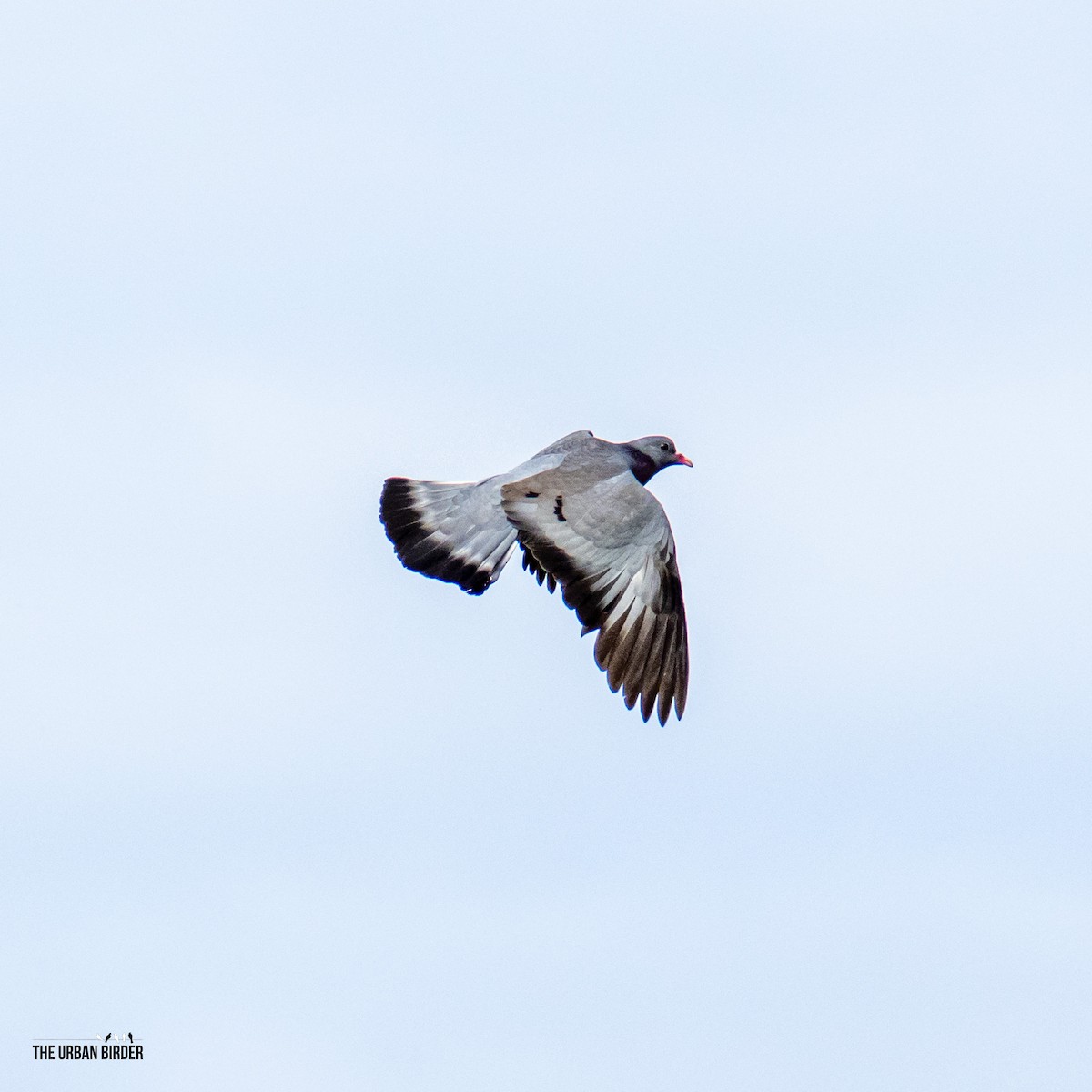 Stock Dove - ML638667407