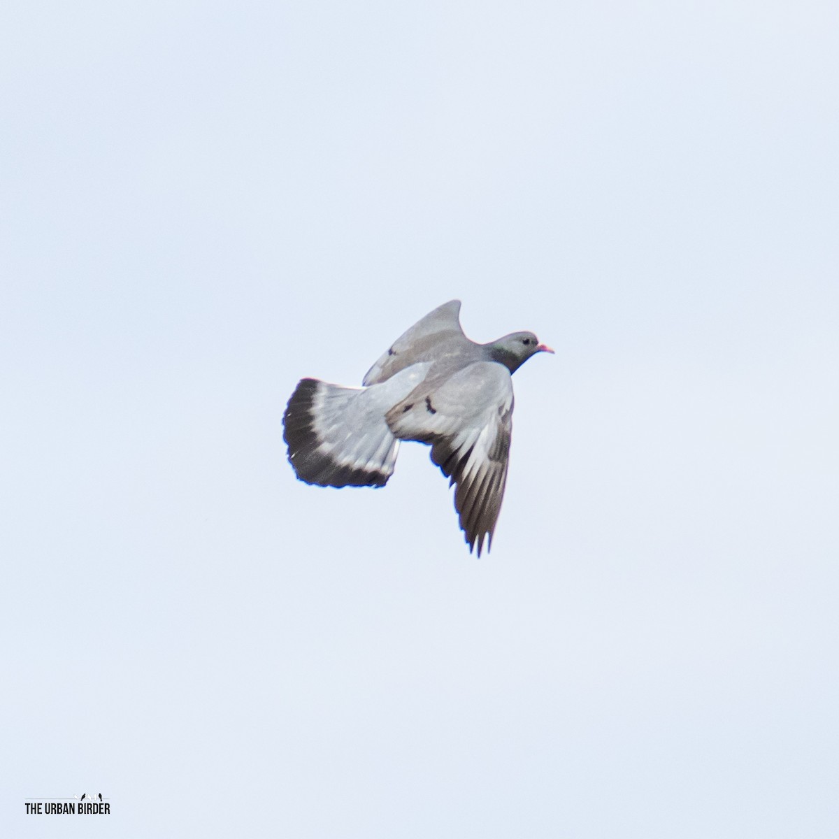 Stock Dove - ML638667408