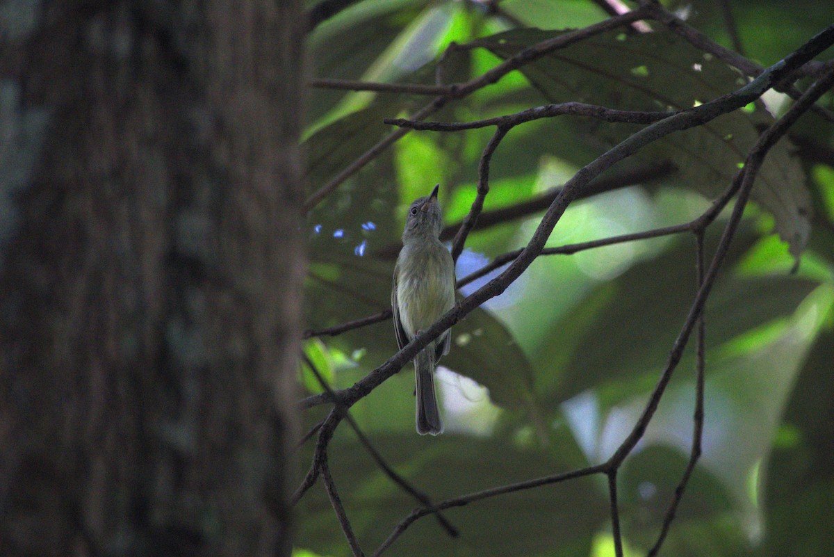 White-eyed Tody-Tyrant - ML638667416