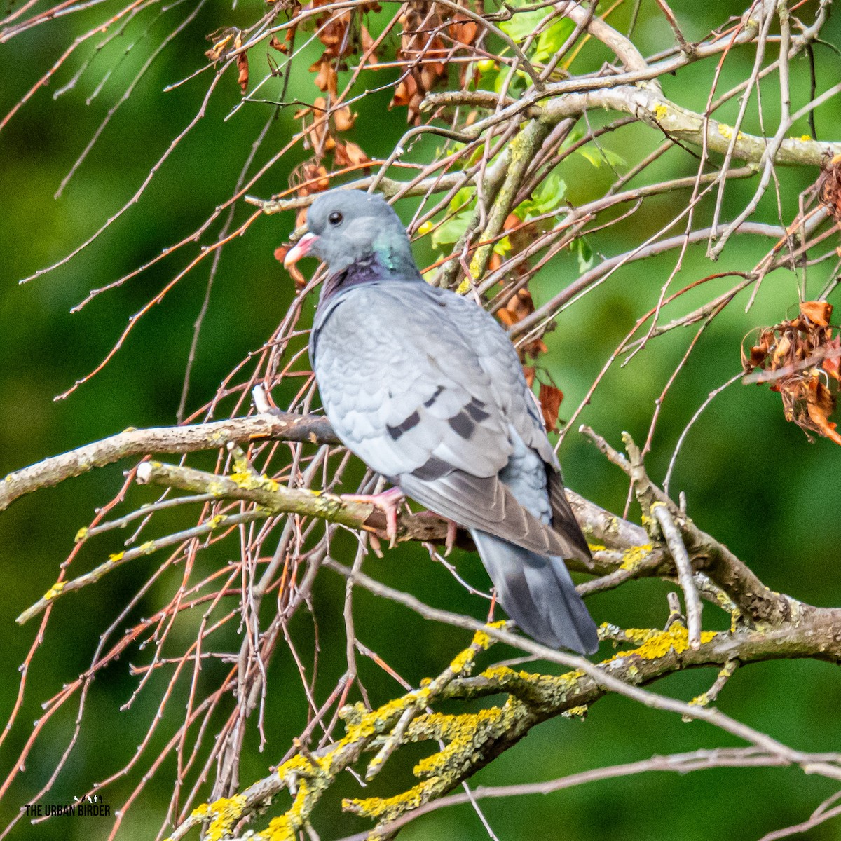 Stock Dove - ML638667417