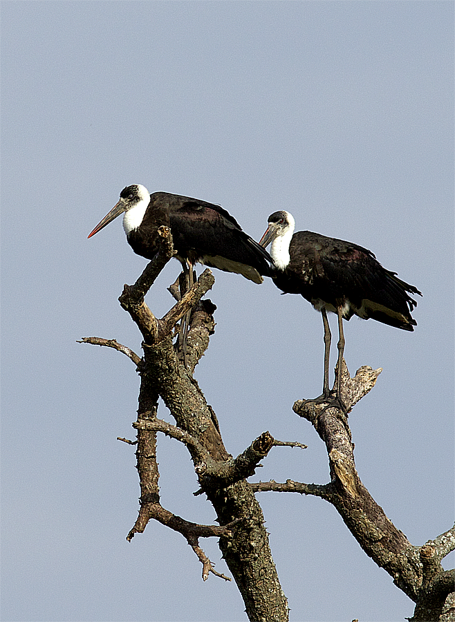 African Woolly-necked Stork - ML638667436