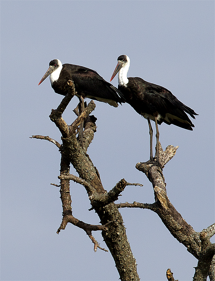 African Woolly-necked Stork - ML638667437