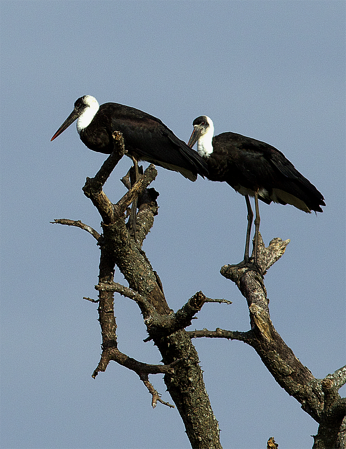African Woolly-necked Stork - ML638667438