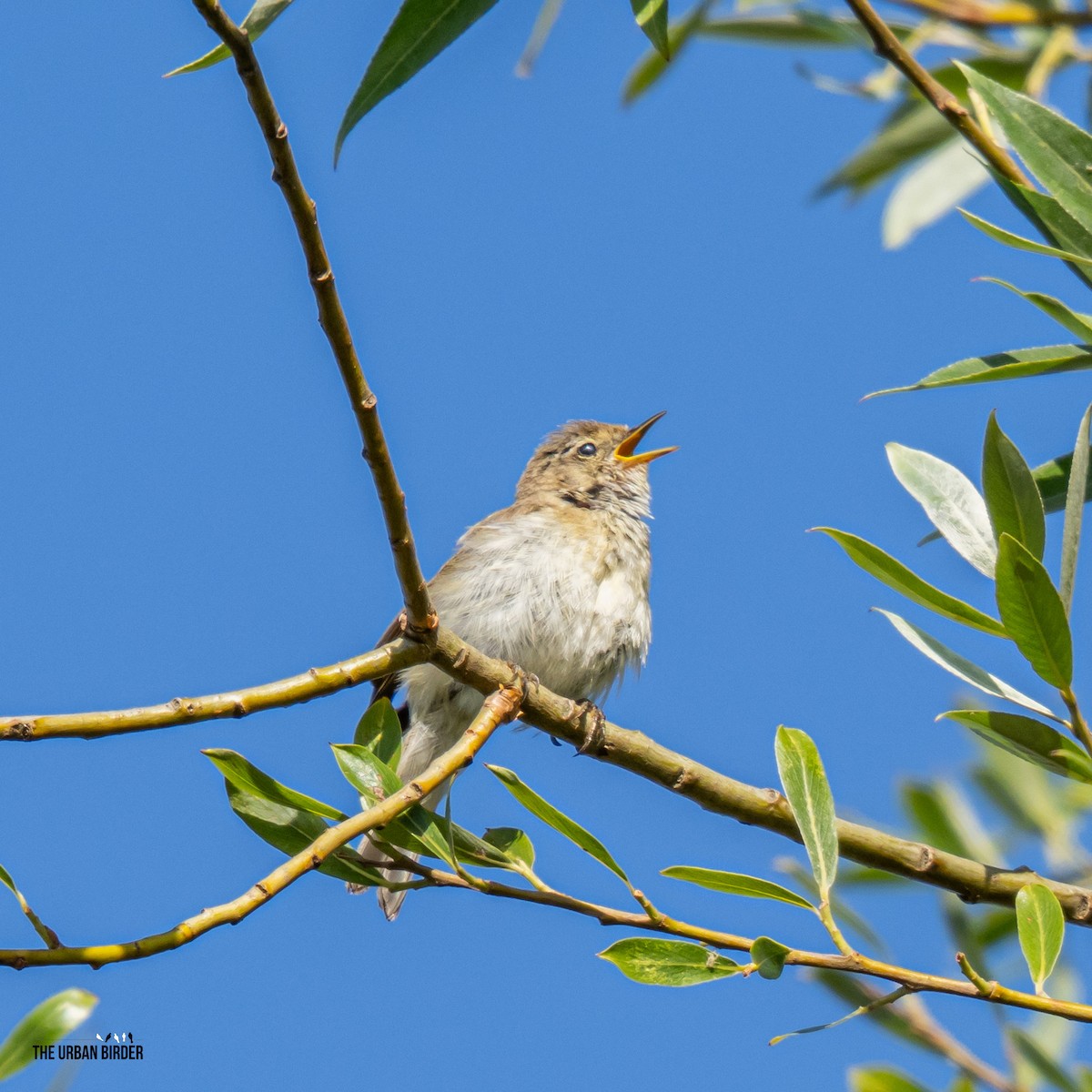Common Chiffchaff - ML638667467