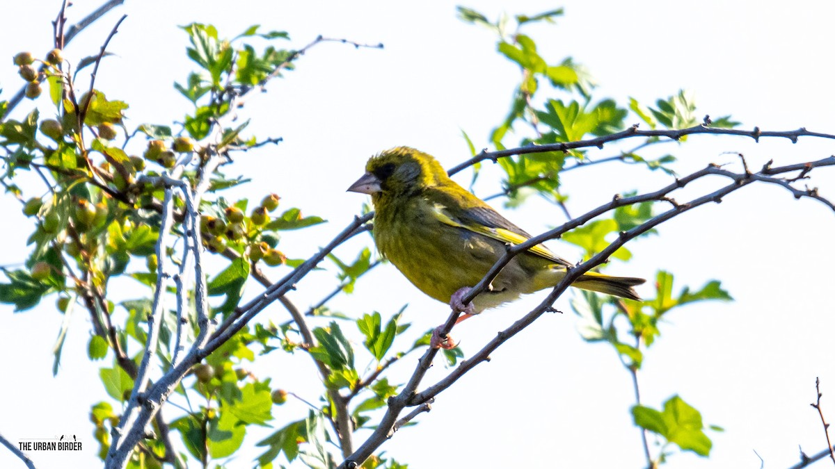 European Greenfinch - ML638667496