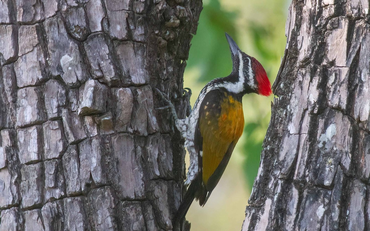Black-rumped Flameback - ML638667499