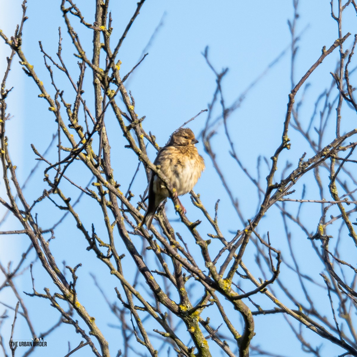 Eurasian Linnet - ML638667501
