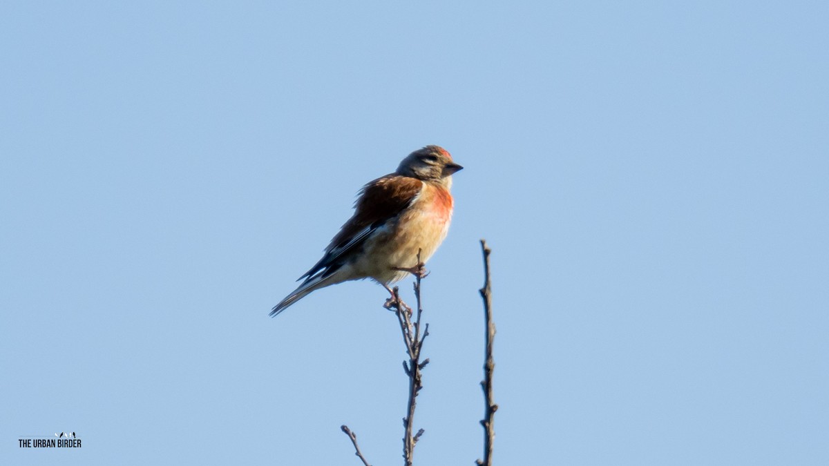 Eurasian Linnet - ML638667502
