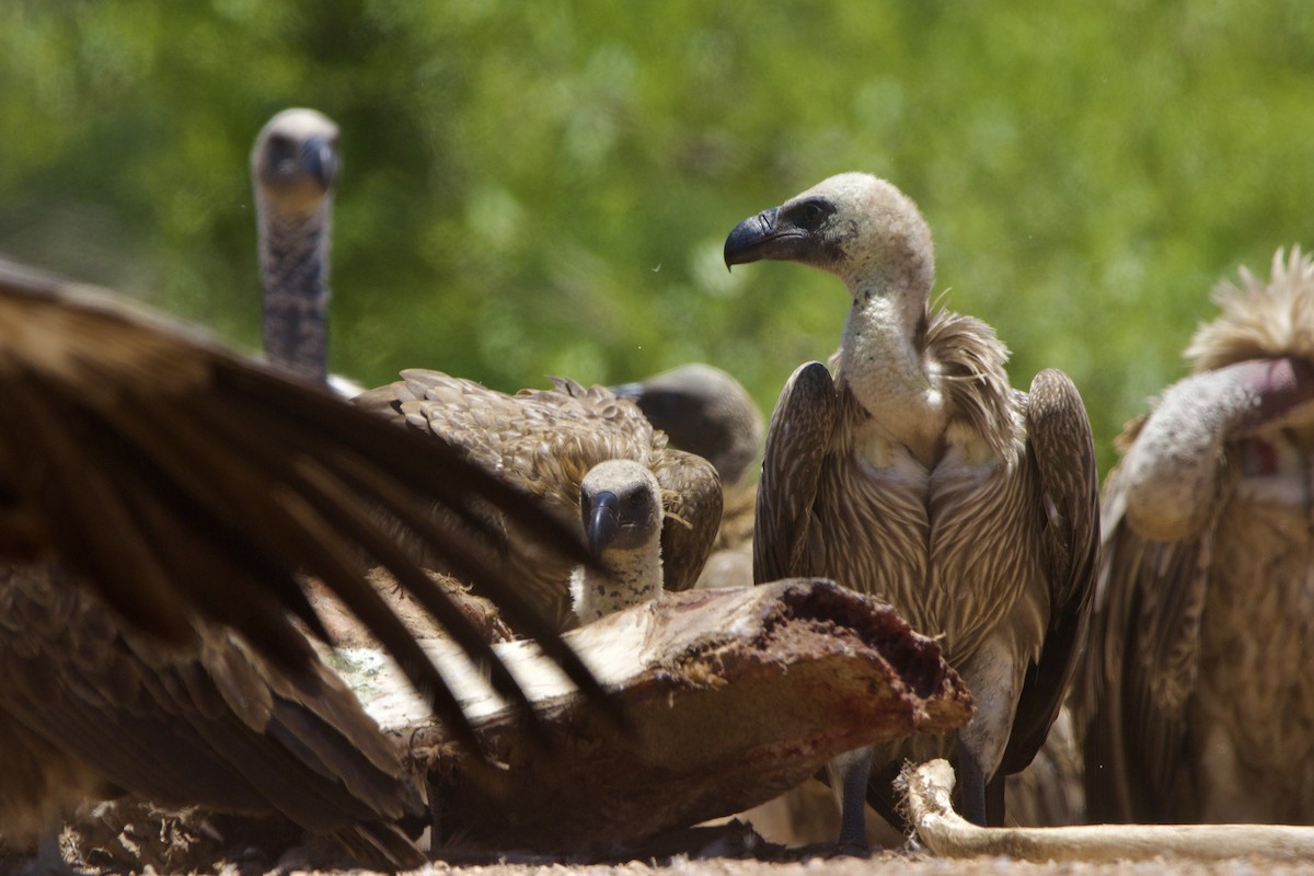White-backed Vulture - ML638667503