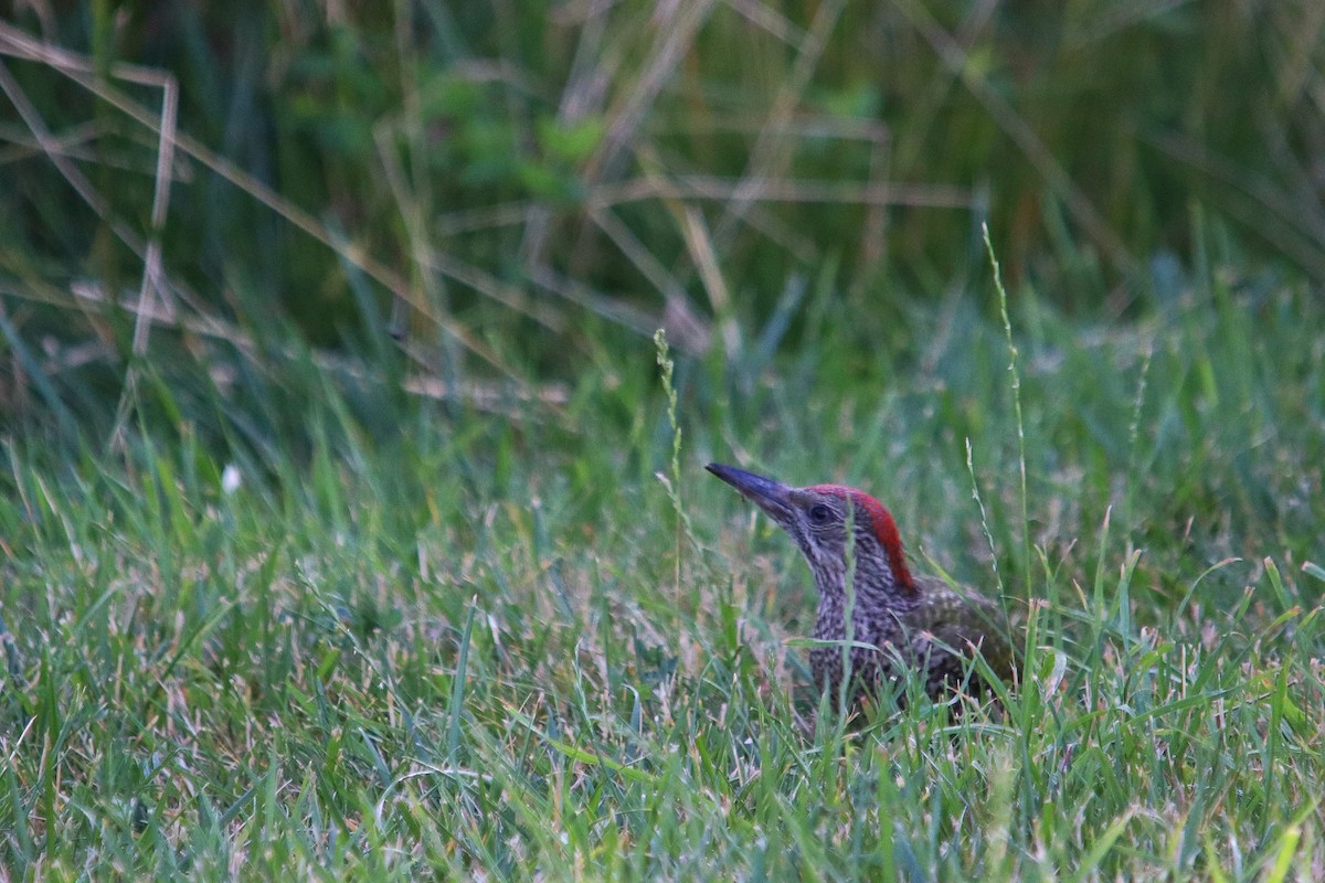 Eurasian Green Woodpecker - ML638667515