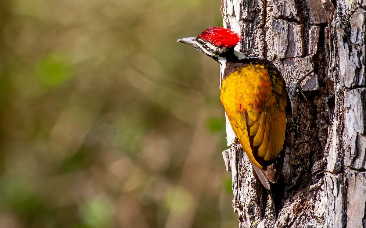 Black-rumped Flameback - ML638667530
