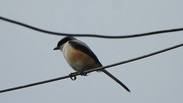 Long-tailed Shrike - ML638667538