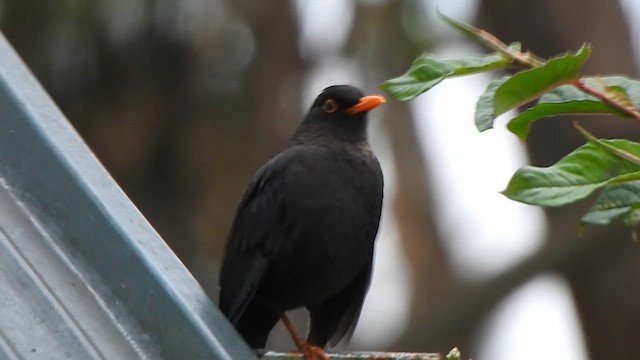 Indian Blackbird - ML638667567