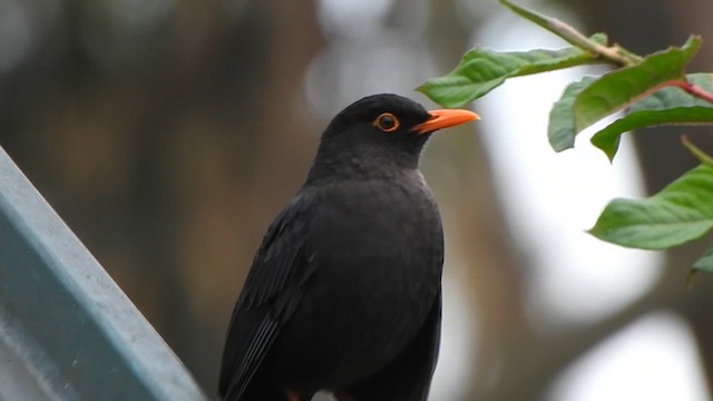 Indian Blackbird - ML638667568