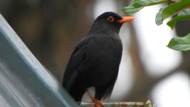 Indian Blackbird - ML638667569