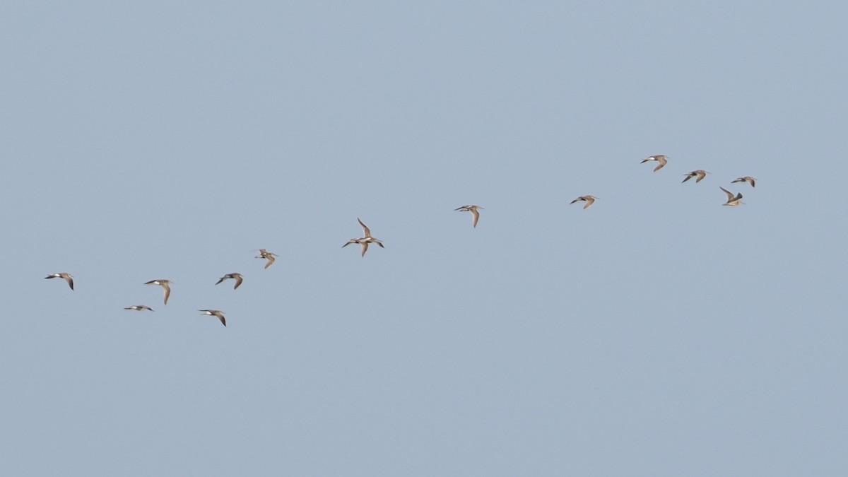 Short-billed Dowitcher - ML638667585