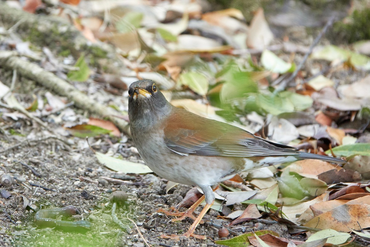 白腹鶇 - ML638667615