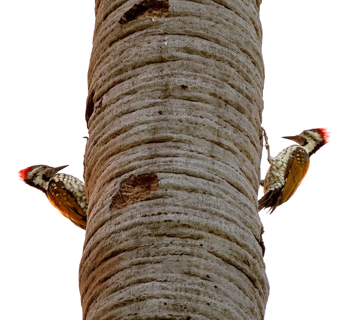 Black-rumped Flameback - ML638667632
