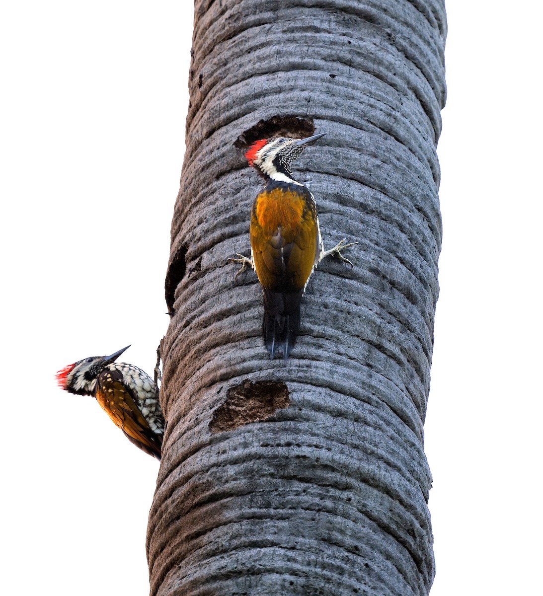 Black-rumped Flameback - ML638667633
