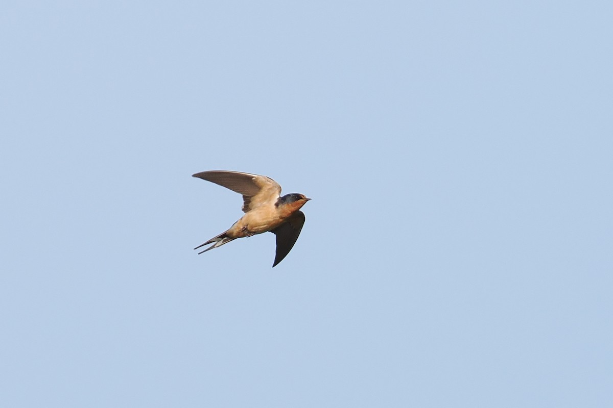 Barn Swallow - ML638667648