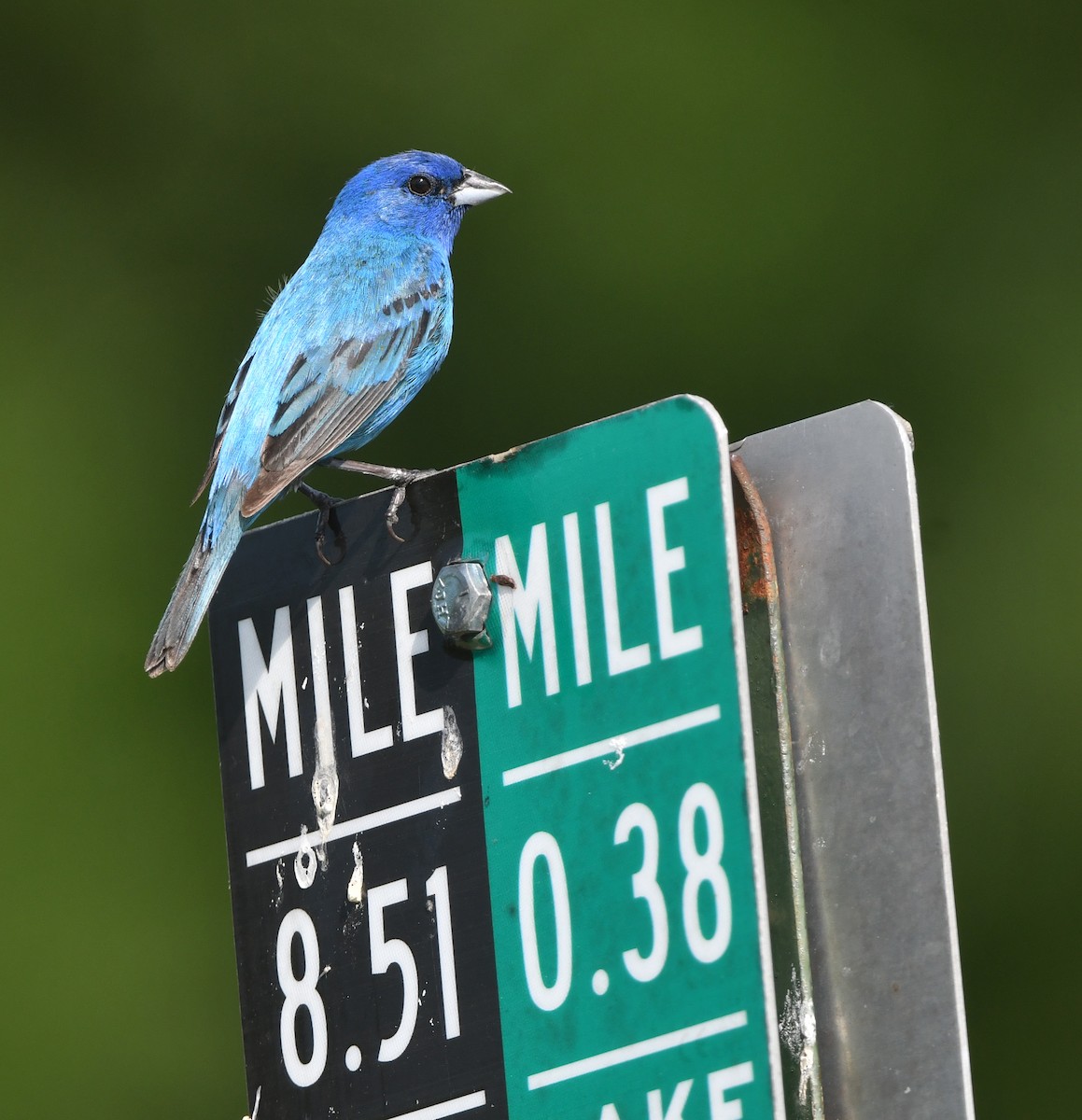 Indigo Bunting - ML638667656