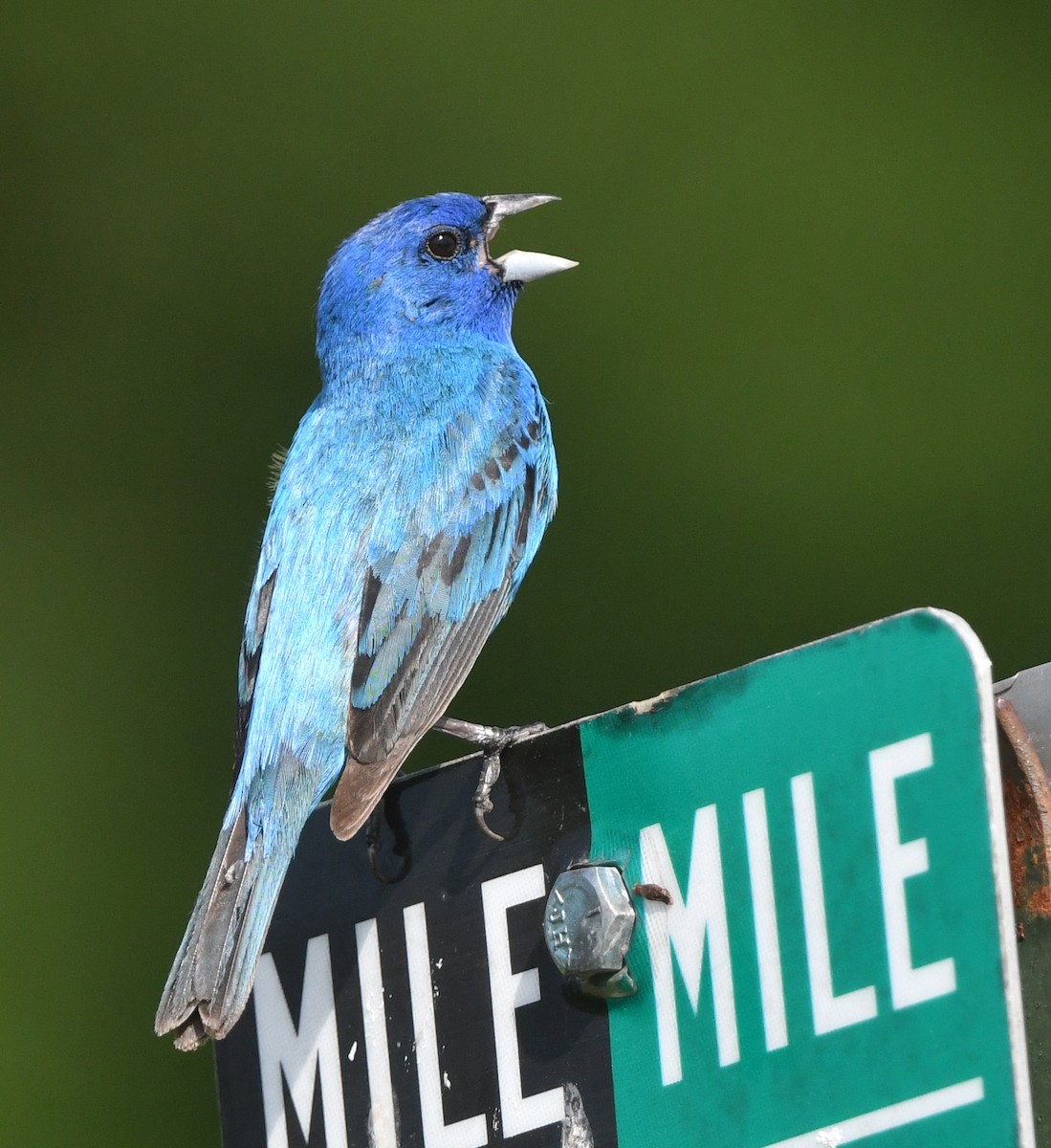 Indigo Bunting - ML638667657