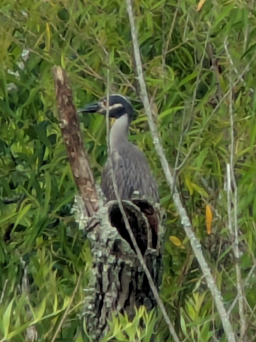 Yellow-crowned Night Heron - ML638667675