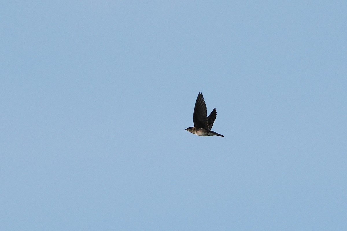 Purple Martin - ML638667689