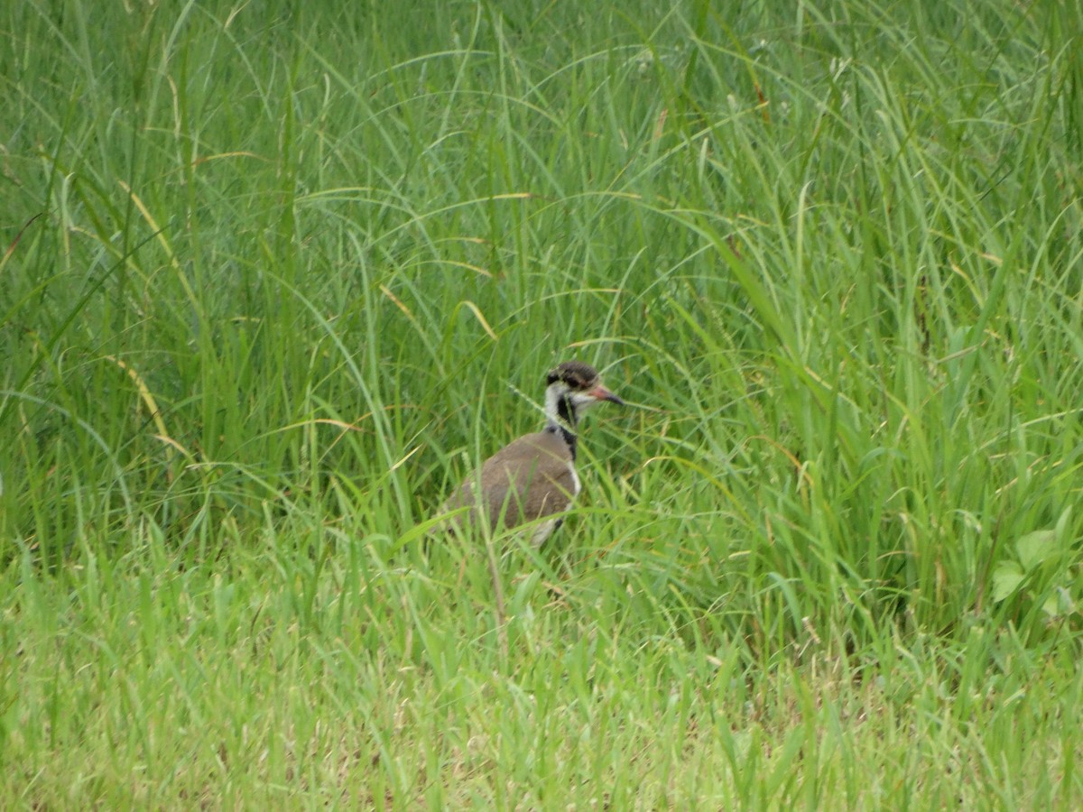 Red-wattled Lapwing - ML638667694