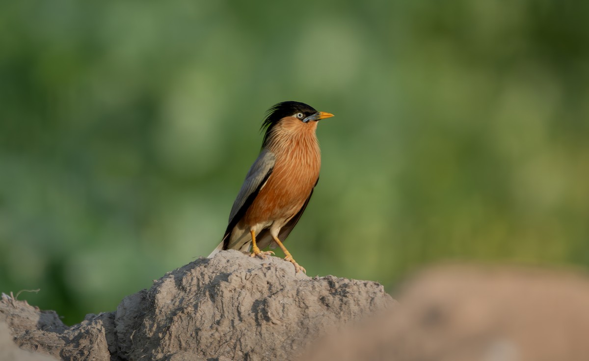Brahminy Starling - ML638667723