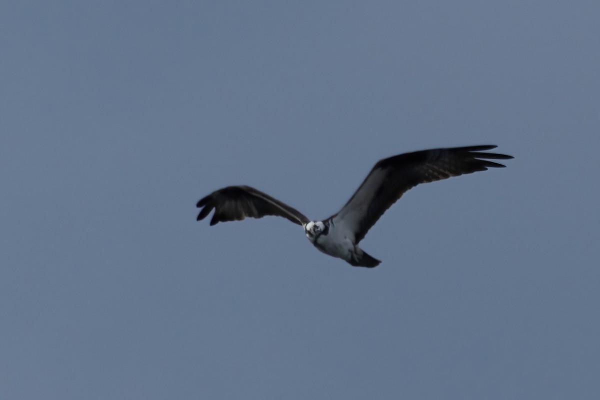Osprey - ML638667724