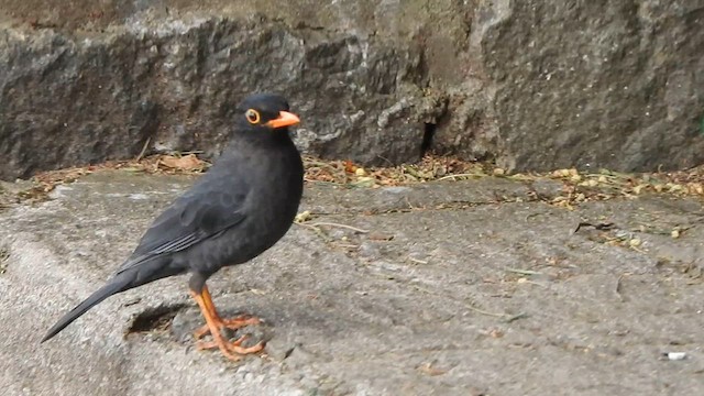 Indian Blackbird - ML638667750