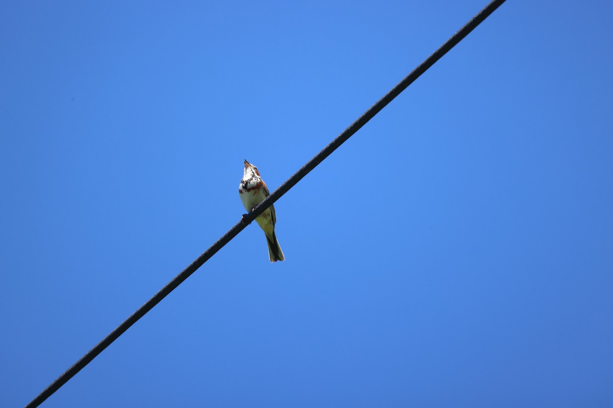Chestnut-eared Bunting - ML638667761