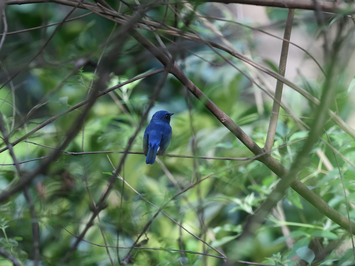 Blue-throated Flycatcher - ML638667762