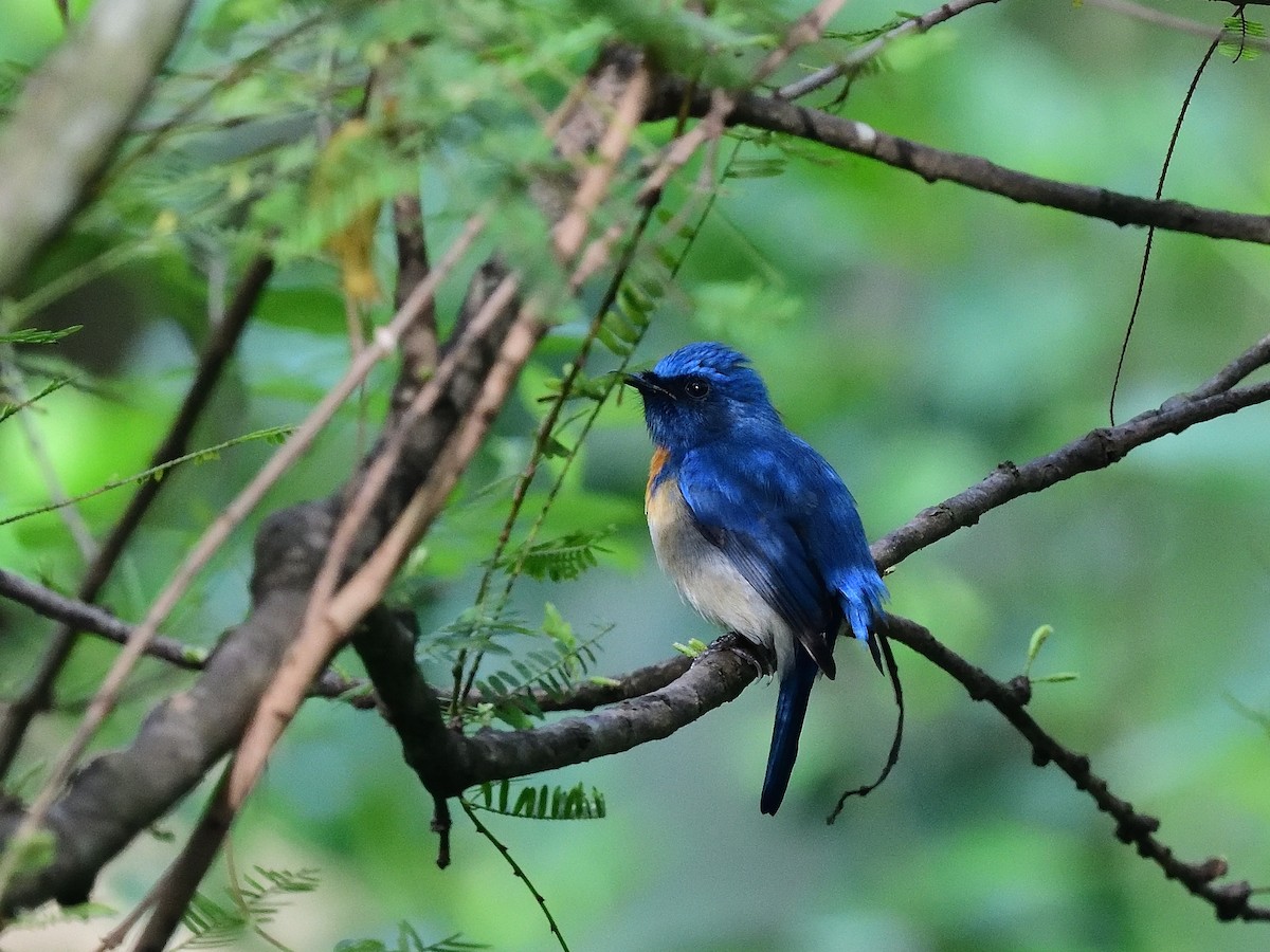 Blue-throated Flycatcher - ML638667763