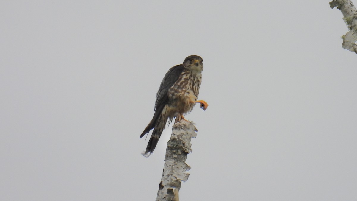 Merlin - ML638667778
