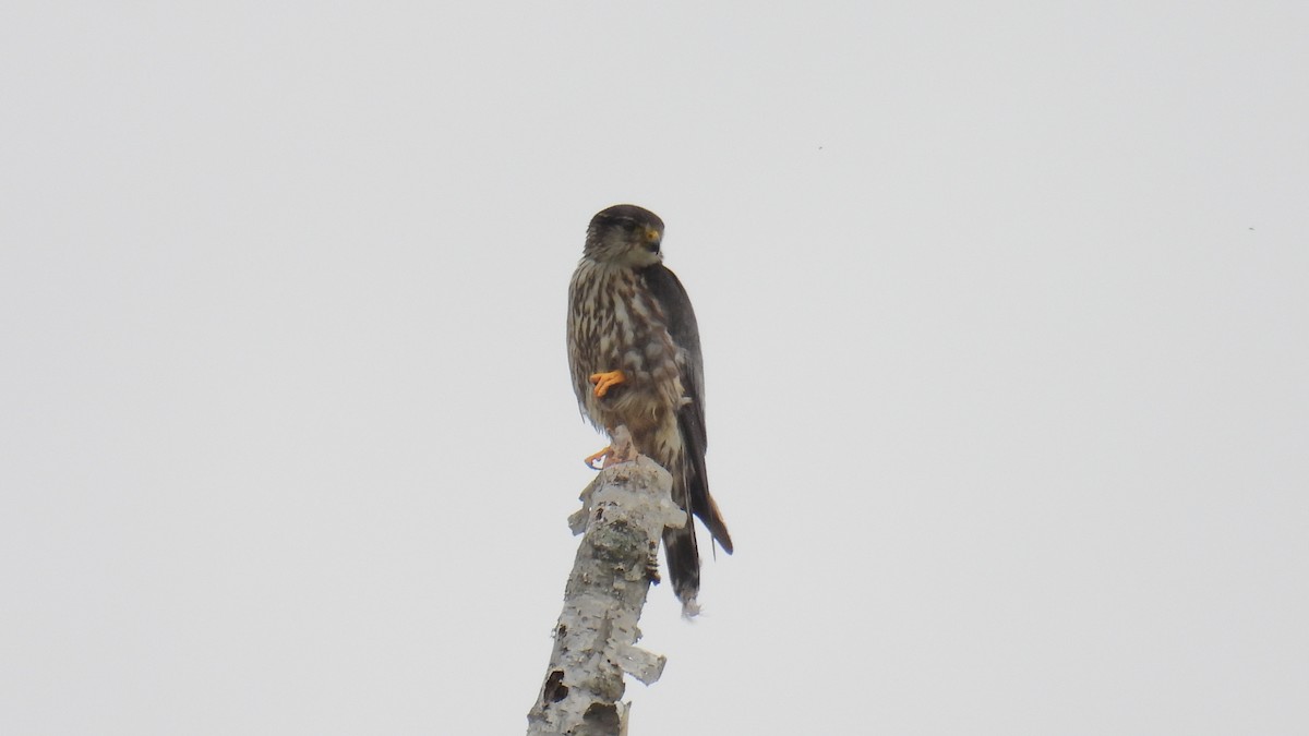 Merlin - ML638667785