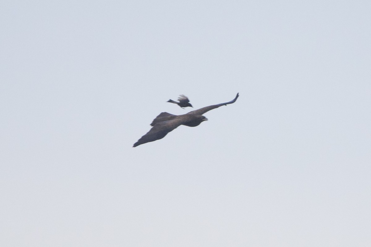 Wahlberg's Eagle - ML638667786